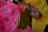 6-23_shw_4-5s_cdw_021.jpg